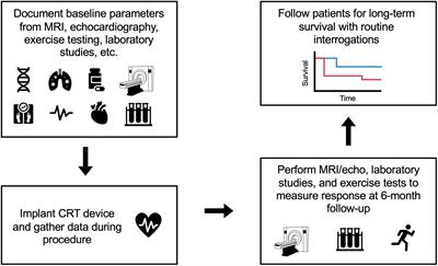 Cardiac magnetic resonance defines mechanisms of sex-based differences in outcomes following cardiac resynchronization therapy